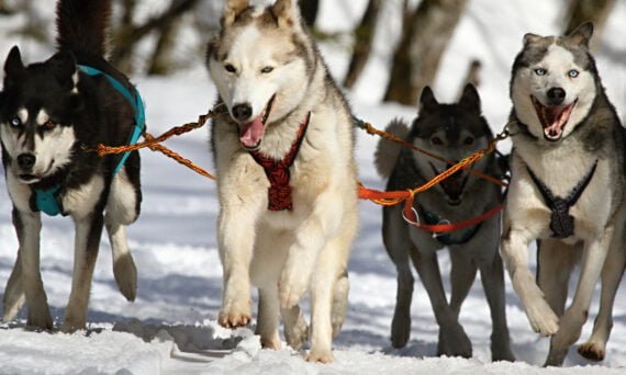 Huskytocht