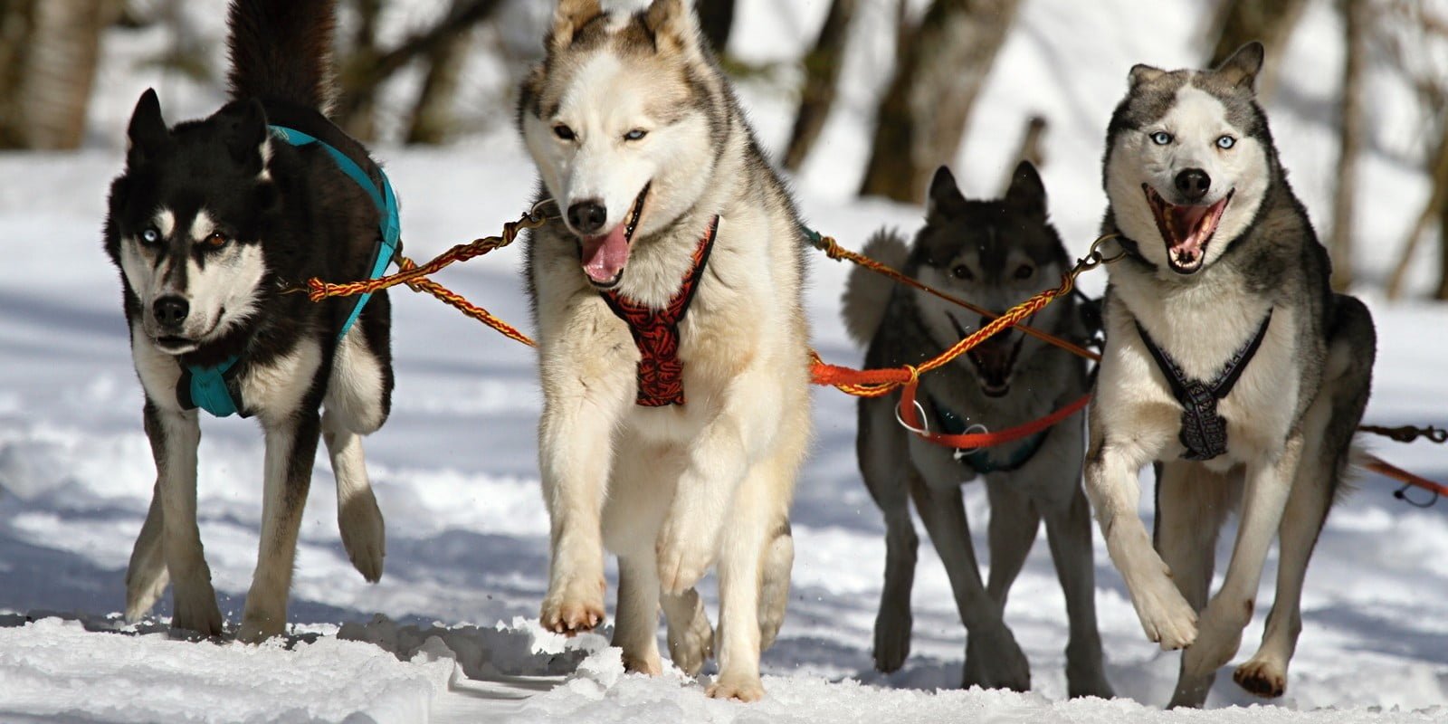 Huskytocht